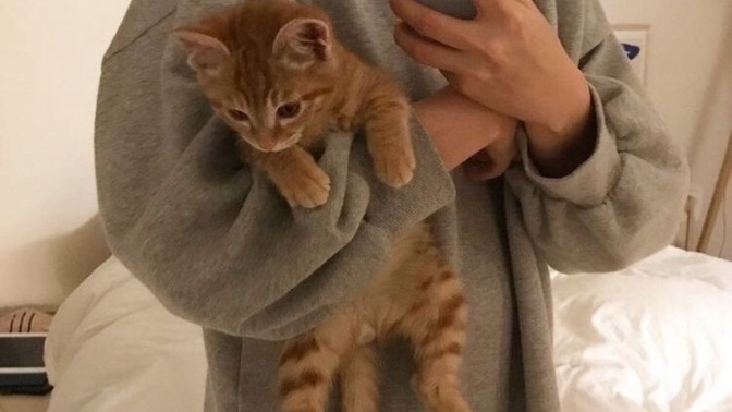 Kedi sahiplenmek istiyorum ama ailemi ikna edemiyorum, nasıl yaparım?