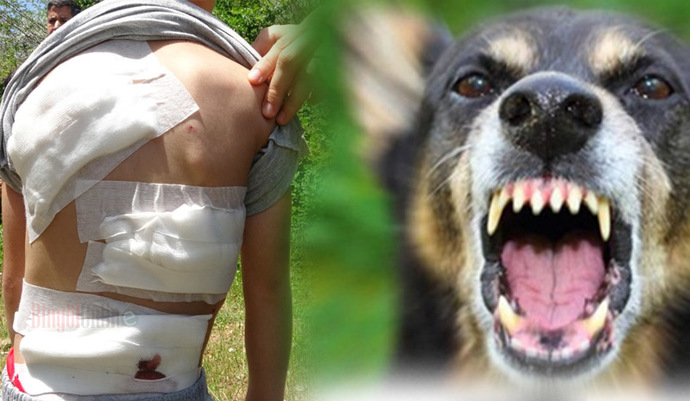 Sokak köpekleri hakkında ne düşünüyorsunuz?