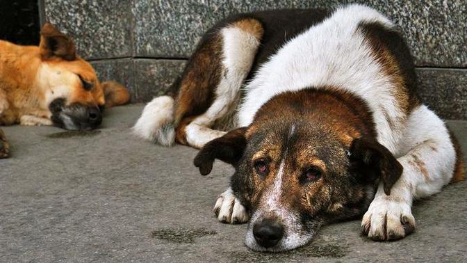 Sokak köpekleri hakkında ne düşünüyorsunuz?