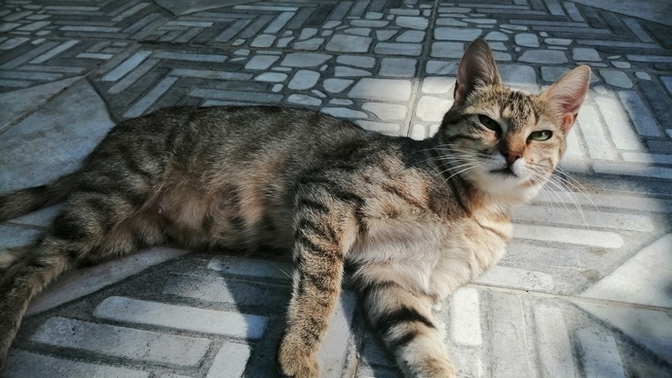 Baktığın hayvanların rahatsızlıkları varsa yazar mısın?