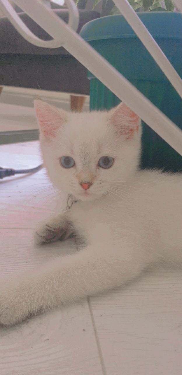 Eve ikinci kedim geldi nasıl?