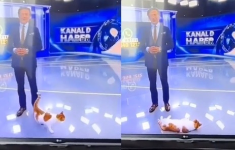 Tembel kediden haber sunucusu olur mu? Çok sevimli değil mi?