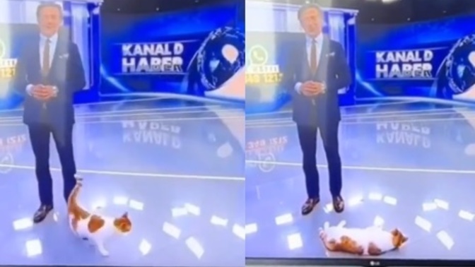 Tembel kediden haber sunucusu olur mu? Çok sevimli değil mi?