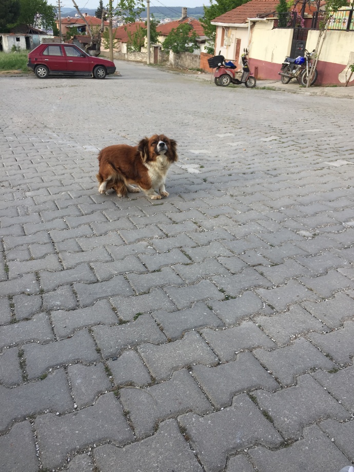 Sizce de çok tatlı ve çok güzel bir köpek değil miii💕🥰?