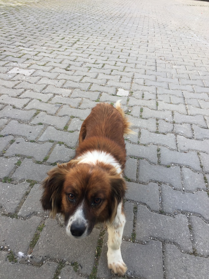 Sizce de çok tatlı ve çok güzel bir köpek değil miii💕🥰?