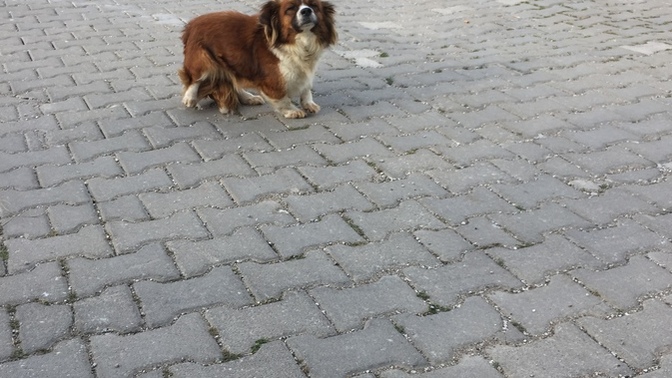 Sizce de çok tatlı ve çok güzel bir köpek değil miii💕🥰?