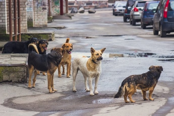 İngilliz turistlerin başıboş köpeklere karşı dikkatli olması istendi! Sokakta köpeklerle karşılaşınca ne yapıyorsunuz?