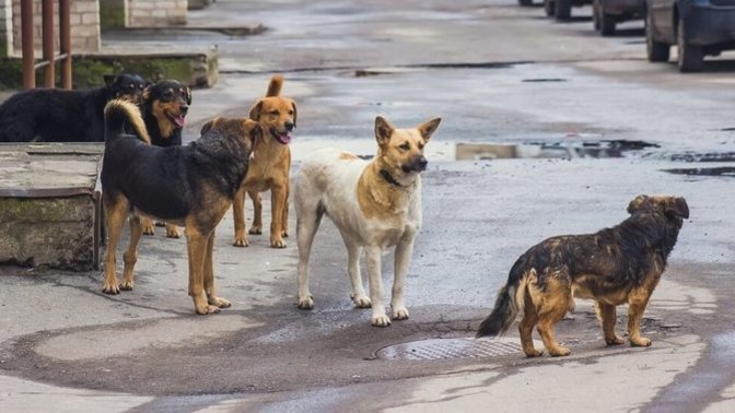 İngilliz turistlerin başıboş köpeklere karşı dikkatli olması istendi! Sokakta köpeklerle karşılaşınca ne yapıyorsunuz?