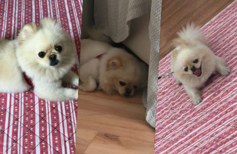 Bu sizin köpeğiniz olsaydı adını ne koyardınız?