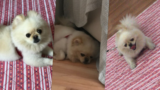 Bu sizin köpeğiniz olsaydı adını ne koyardınız?
