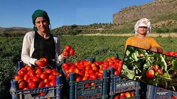 Domates kışın 50 lira olacakmış, yemeye devam edebilecekler kimler?