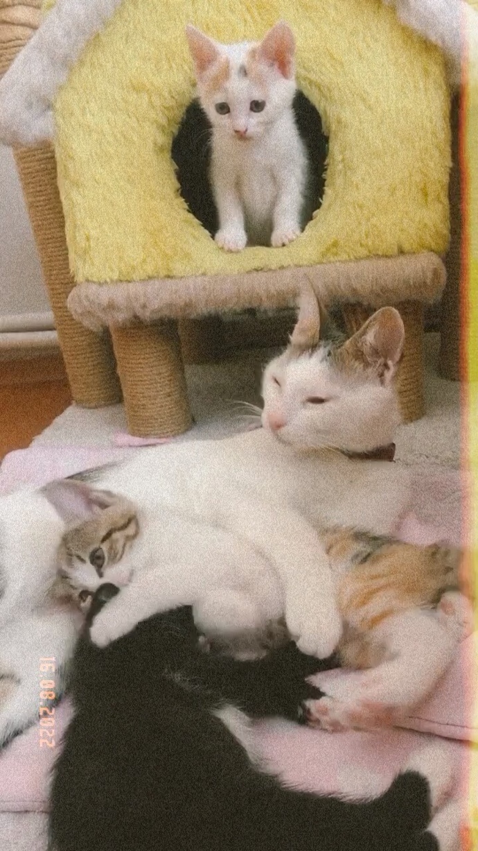 Kedi sahiplenmek ister misiniz?