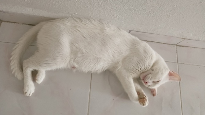 Kedi sahiplenmek ister misiniz?
