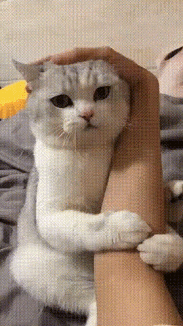 Kedi sevmek size de bağımlılık yapıyor mu?