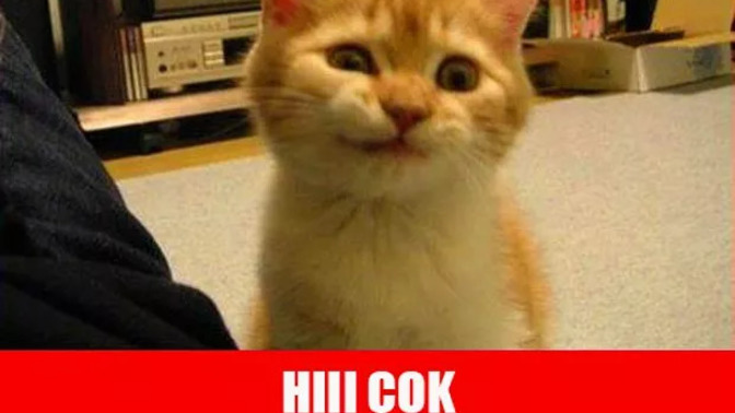 Kedi sevmek size de bağımlılık yapıyor mu?