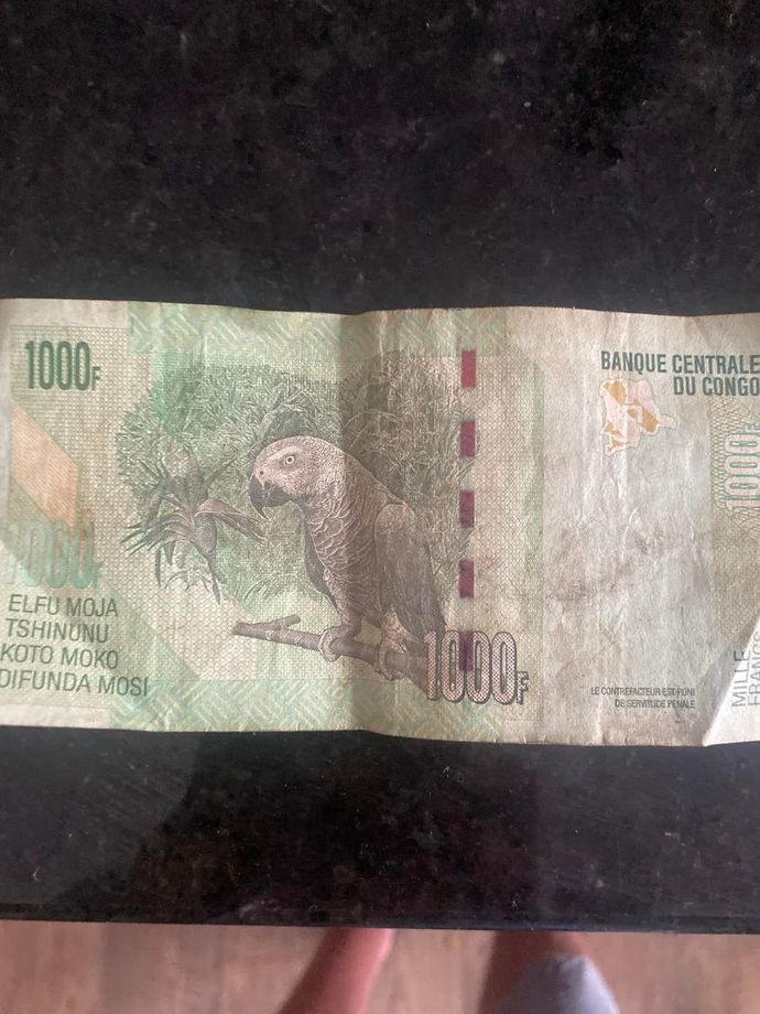Evcilinizin resmını nerede saklar sınız?