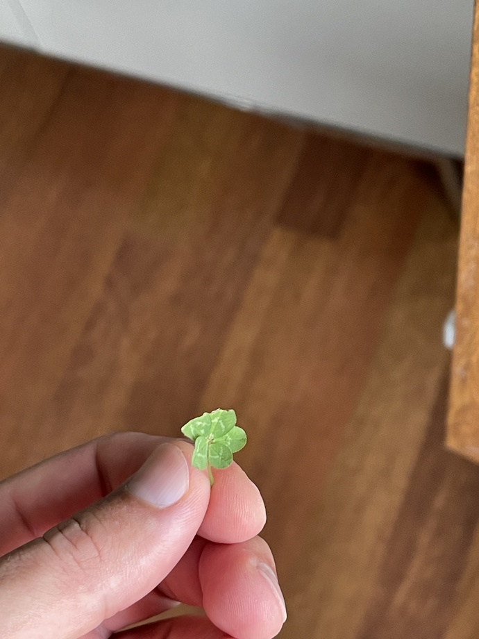 Hiç daha önce dört yonca 🍀 buldunuz mu?