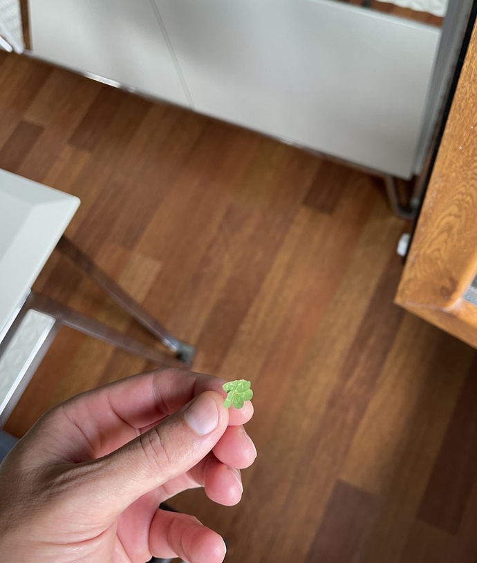 Hiç daha önce dört yonca 🍀 buldunuz mu?