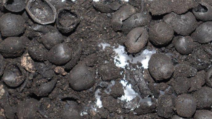 Kütahya’da 4 bin 200 yıllık fındık kalıntıları ortaya çıktı 🌰 Atalarımız da fındık severmiş demek, ne ilginç değil mi?