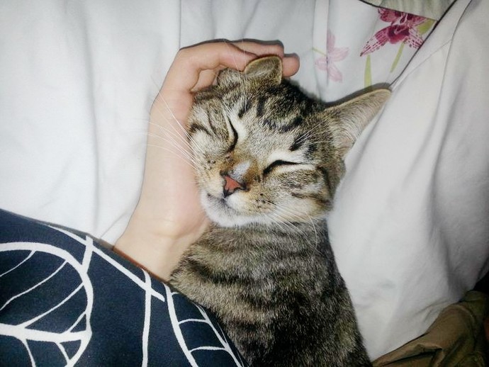 Kimlerin böyle bir avuç mutluluk veren kedisi var😻?