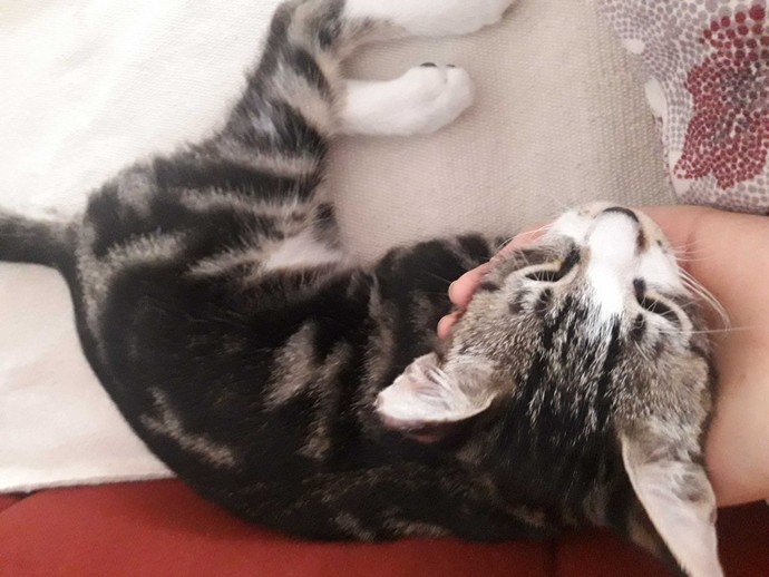 Kimlerin böyle bir avuç mutluluk veren kedisi var😻?