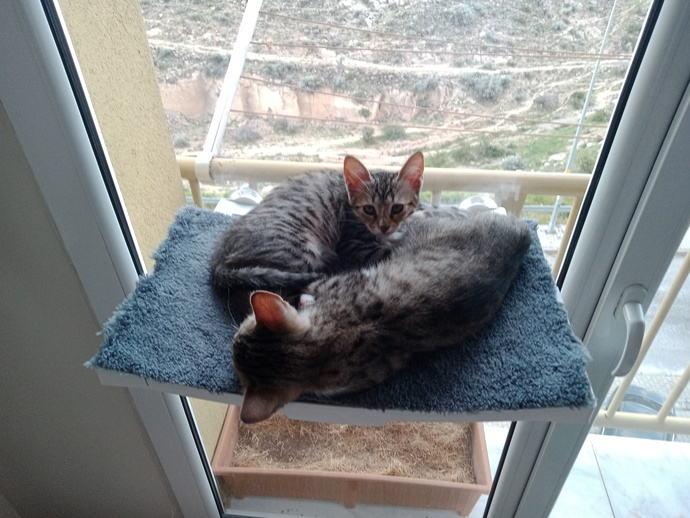 Kimlerin böyle bir avuç mutluluk veren kedisi var😻?