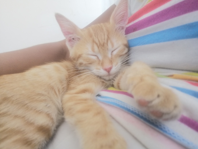 Kimlerin böyle bir avuç mutluluk veren kedisi var😻?