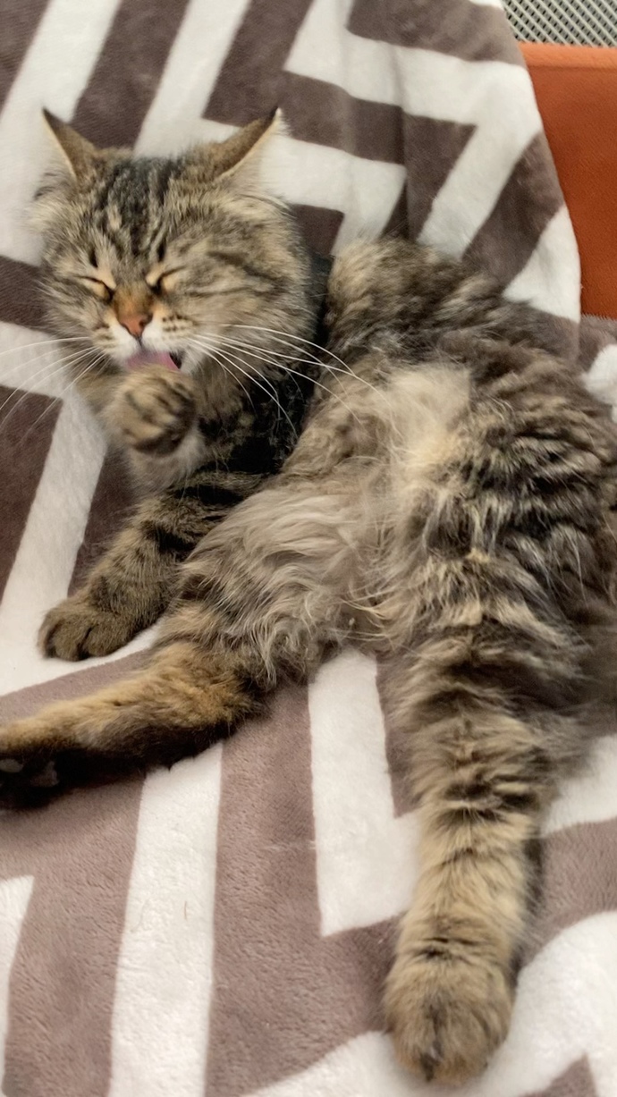 Kimlerin böyle bir avuç mutluluk veren kedisi var😻?