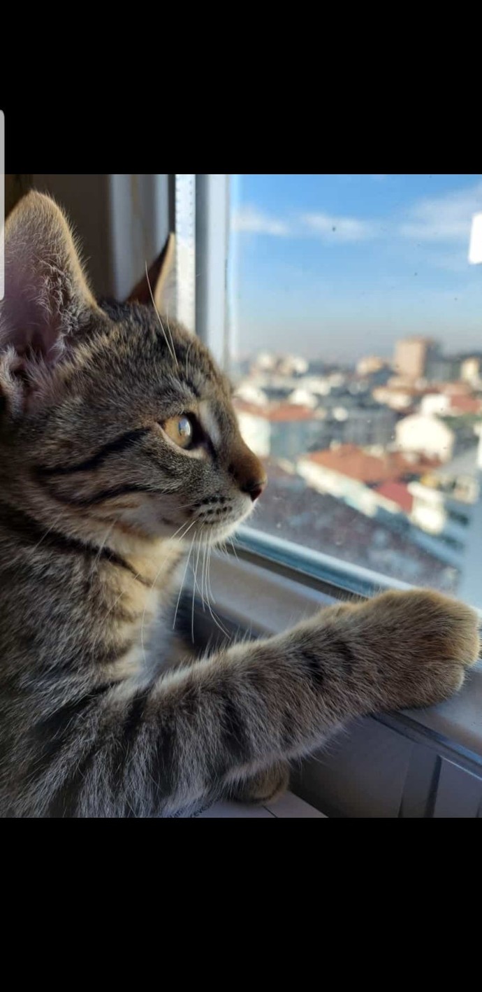 Kimlerin böyle bir avuç mutluluk veren kedisi var😻?