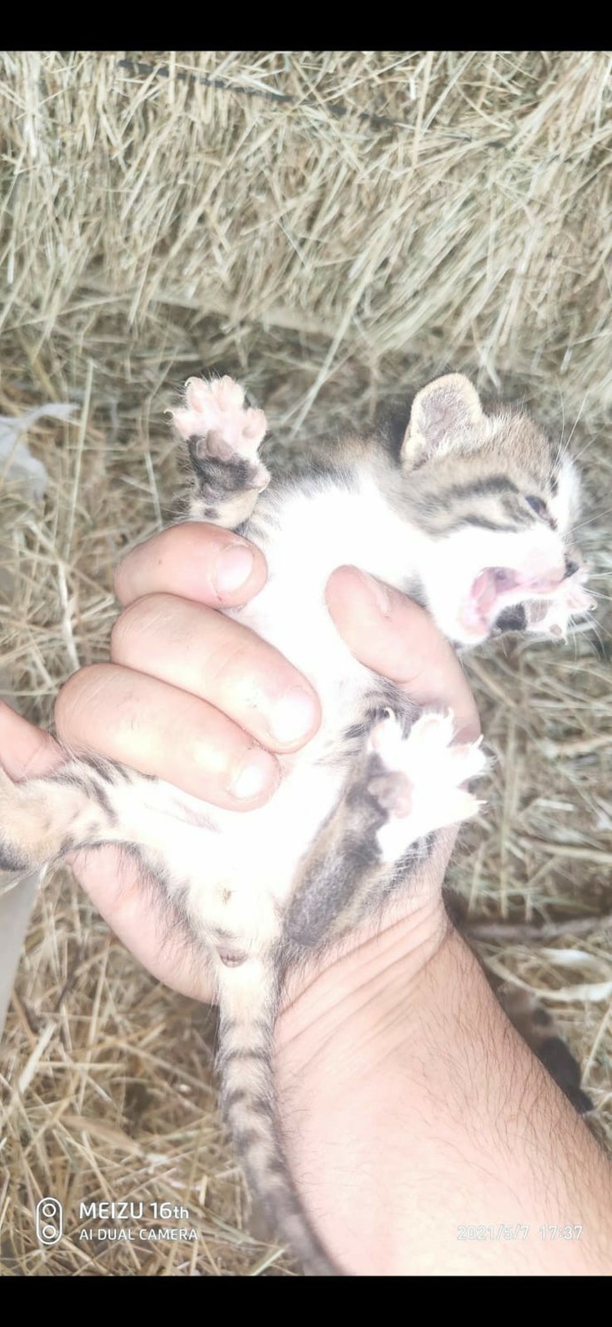 Kimlerin böyle bir avuç mutluluk veren kedisi var😻?