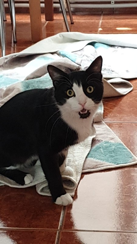 Kimlerin böyle bir avuç mutluluk veren kedisi var😻?