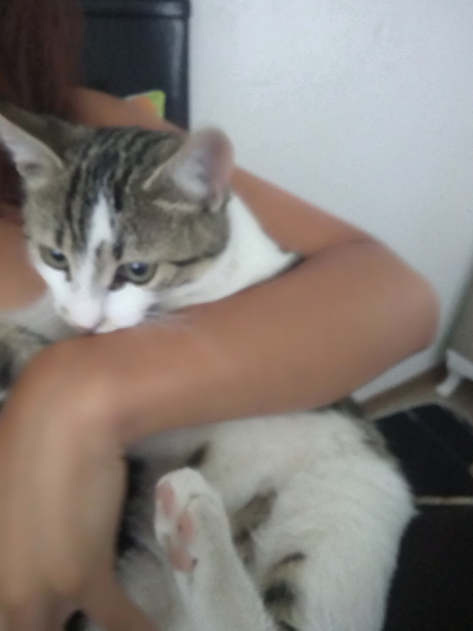 Kimlerin böyle bir avuç mutluluk veren kedisi var😻?