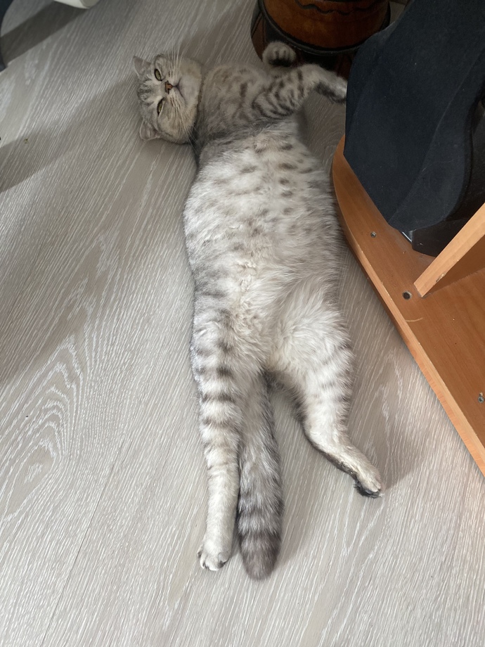 Kimlerin böyle bir avuç mutluluk veren kedisi var😻?