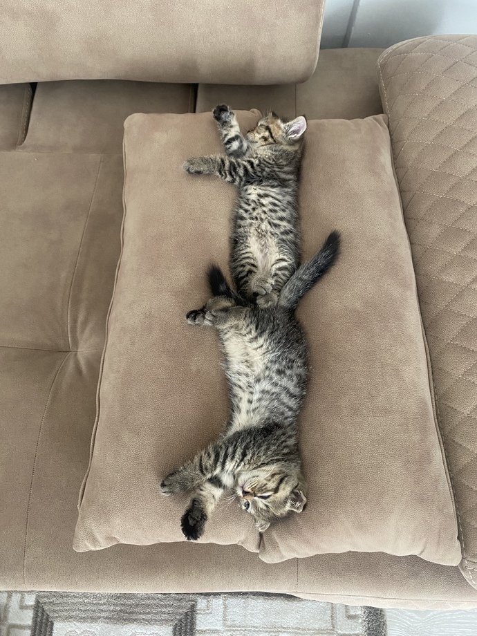 Kimlerin böyle bir avuç mutluluk veren kedisi var😻?