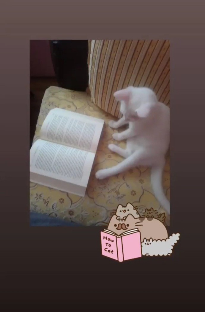 Kimlerin böyle bir avuç mutluluk veren kedisi var😻?