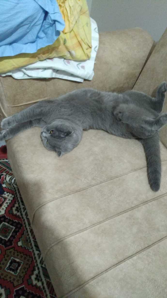 Kimlerin böyle bir avuç mutluluk veren kedisi var😻?
