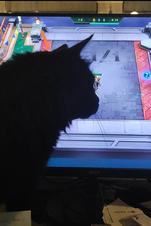 Kimlerin böyle bir avuç mutluluk veren kedisi var😻?