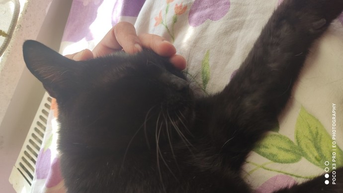 Kimlerin böyle bir avuç mutluluk veren kedisi var😻?