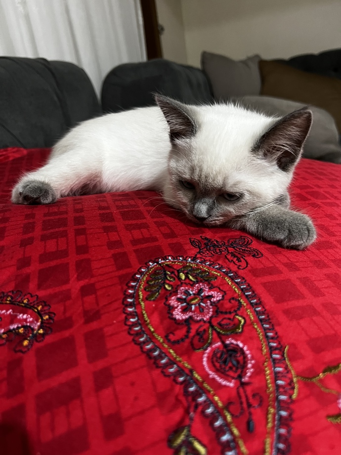 Kimlerin böyle bir avuç mutluluk veren kedisi var😻?