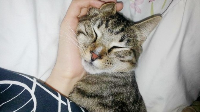 Kimlerin böyle bir avuç mutluluk veren kedisi var😻?