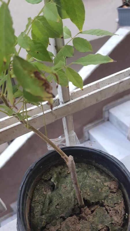 Yapraklari niye böyle karardi?