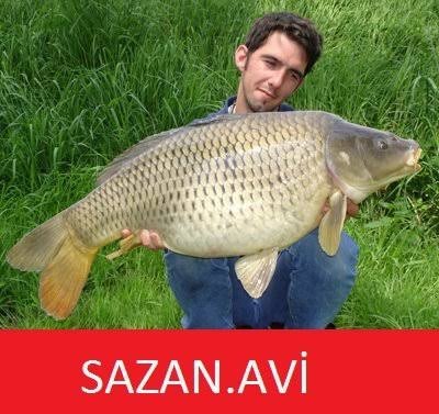 Kedi sahiplendim ama pişmanım/kötü hissediyorum, ne yapmalıyım?