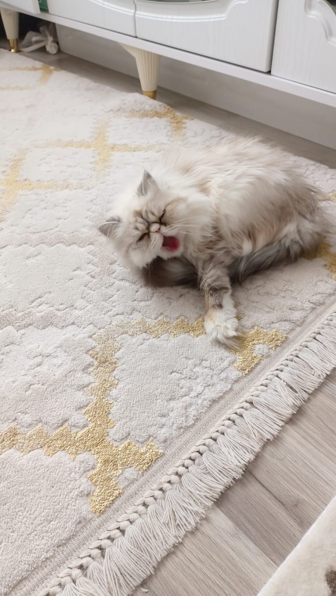 Sizce kedimin adı ne olsun?