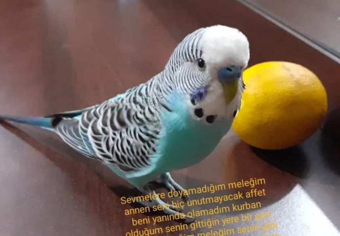 Mesajı kardeşim yazmış paylaşmış.
