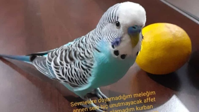 4 senedir beslediğim elimizde büyüyen muhabbet kuşumuz öldü. Biz çok üzülüyoruz sizin de başınıza geldi mi siz de çok üzüldünüz mü?