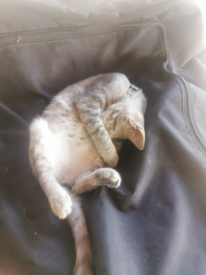 Kedi sahiplenmek istiyor musun?