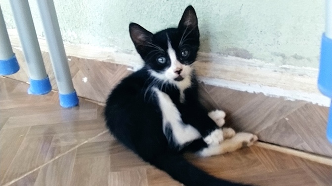 Kedi sahiplenmek istiyor musun?