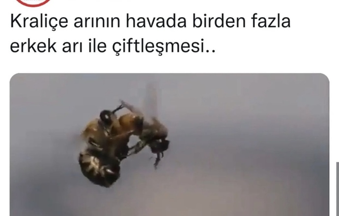 Kraliçe arının havada birden fazla erkekle çiftleşmesini neye bağlıyorsunuz?