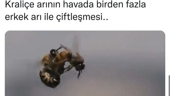 Kraliçe arının havada birden fazla erkekle çiftleşmesini neye bağlıyorsunuz?