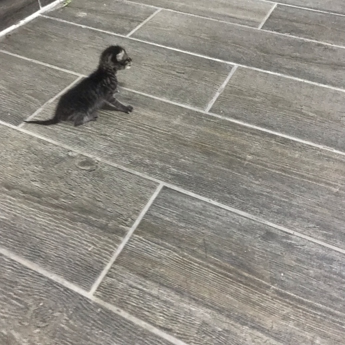Bu kedi neden sürekli miyavlıyor?